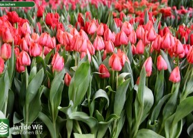 Tulipa Jochem ® (2)